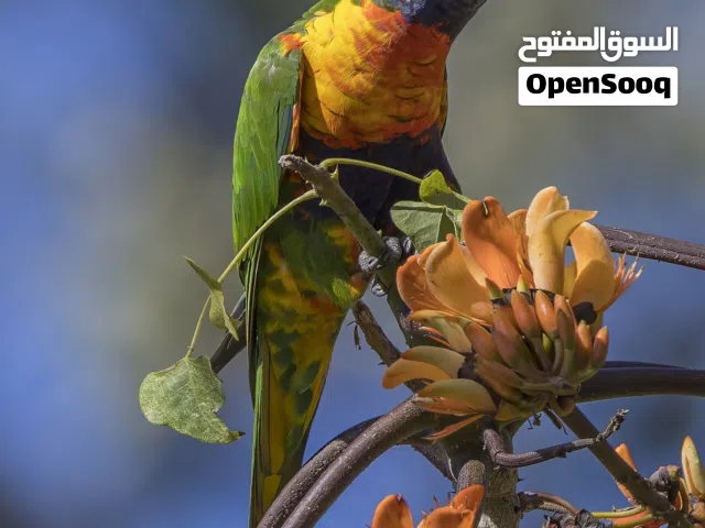 مطلوب لوري بسعر مناسب