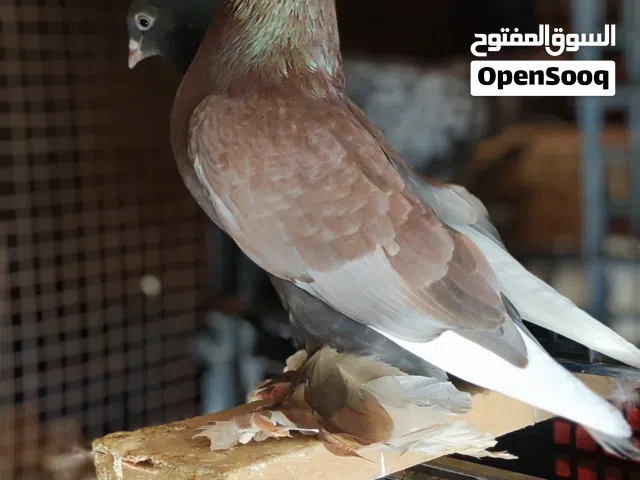 متاح ذكر واتي للبيع