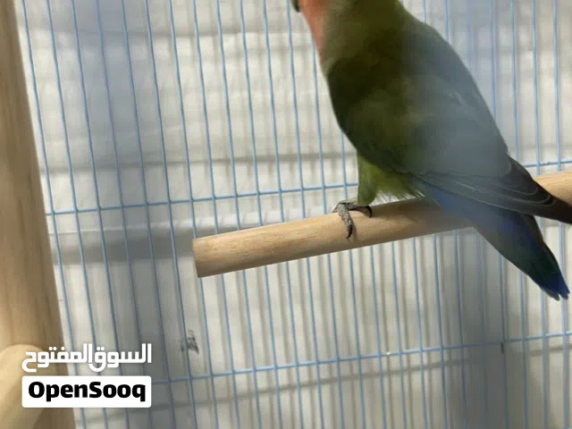انثى روز الرقم فالوصف