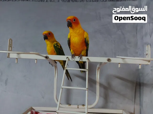 صن كنيور500