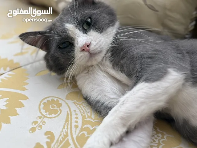 Male Domestic long hair cat for sale 70 Bahraini Dinars 700 riyals