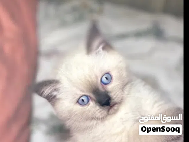 للبيع كتن ذكر العمر شهر ونص