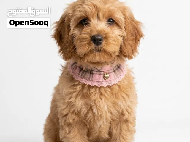 cockapoo puppies