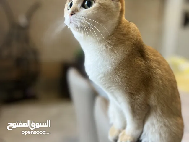 انثى بريتش بيور Ny12 الوصف مهم