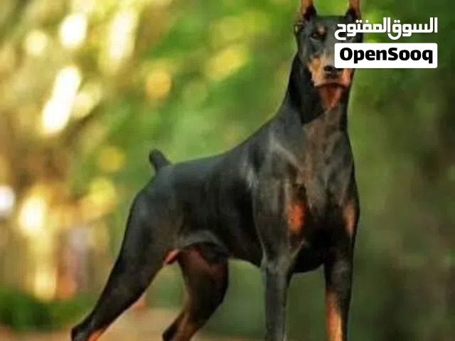 مطلوب جرو دبرمان درجه اولى