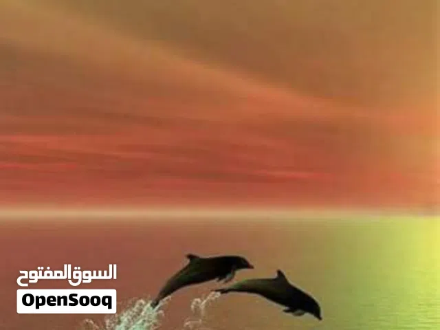 160 m2 3 Bedrooms Apartments for Rent in Tripoli Souq Al-Juma'a