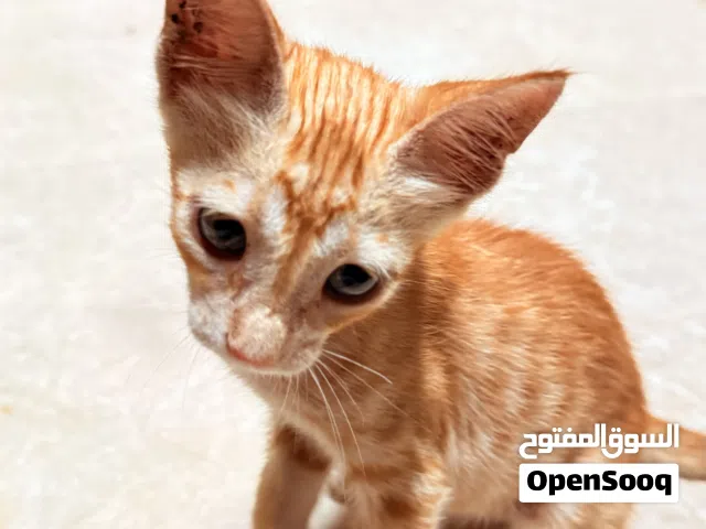 قطة برتقالية صغيرة لطيفة تحتاج تبني