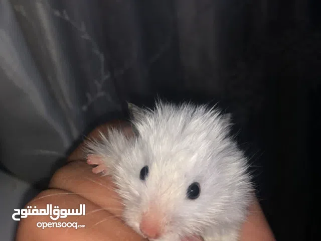 هامستر سوري أليف للبيع