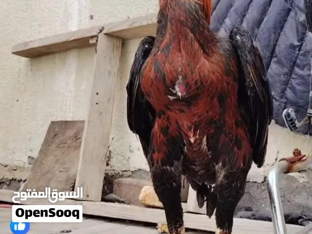 بيض هراتي من حلال طيب
