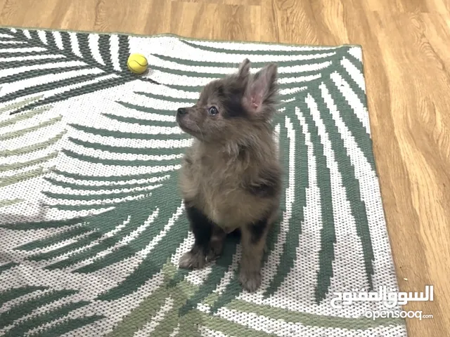 4 month old Pomeranian puppy male