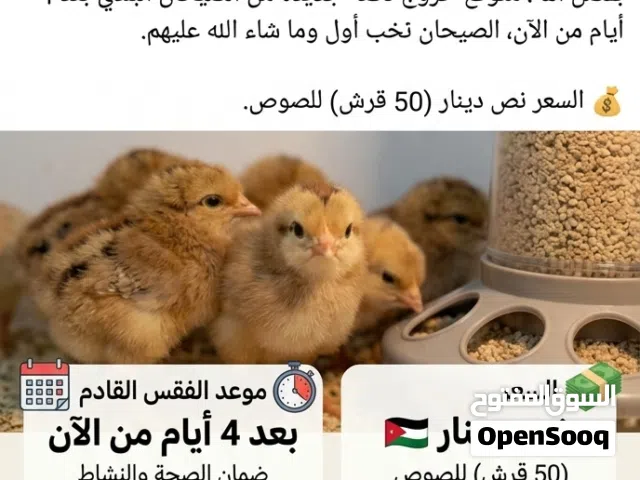 صيصان اقرأ وصف