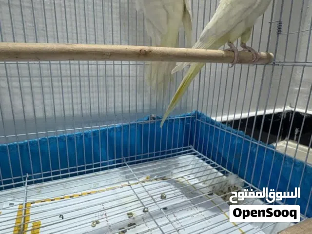 زوج كروانات منتجه