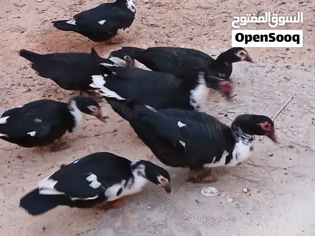 7 طروف بط عربي للبيع
