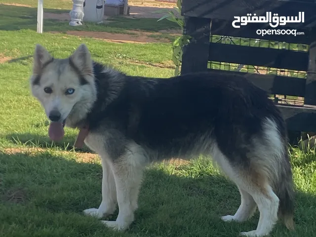 هاسكي وبره تلجيه
