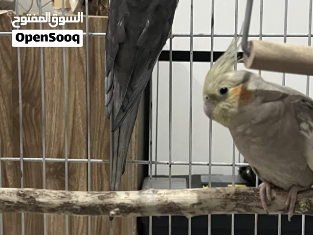 بيعه سريعه