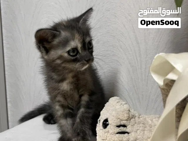للبيع / سكوتش فولد مكس شيرازي