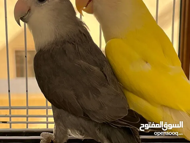 كوبية بركديلو مصوقرة اقرأ الوصف