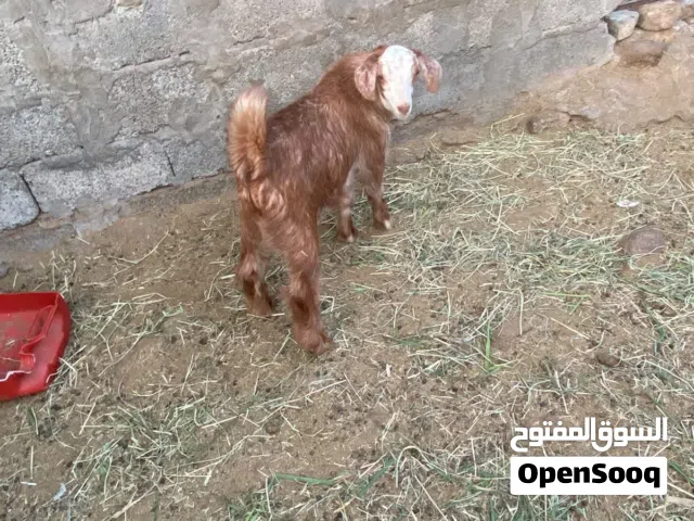 سخال عمانيات للذبح او تربيه