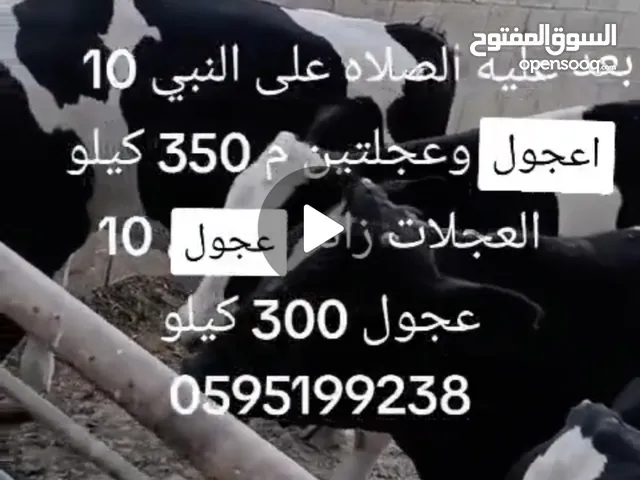 عجول وعجلات للبيع اللي معني