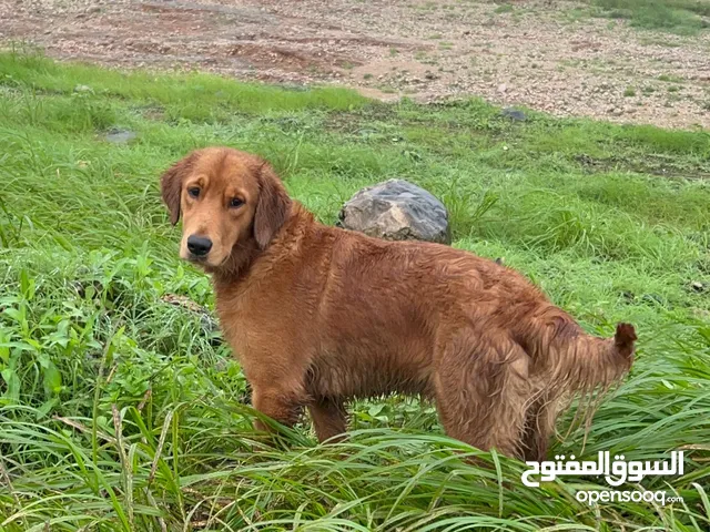 Golden Retriever جولدن ريتريفر