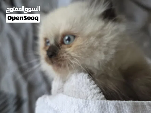 Male Himalayan 2months