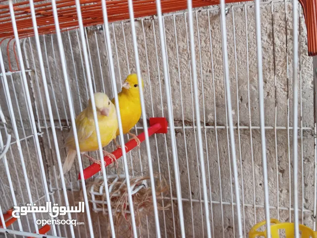 انثايتين كنار ليموني اليموني الغامقه جاهزه معبيه بدها تبيض اليموني الفاتح عمرها 5 أشهر شهر بتشتغل