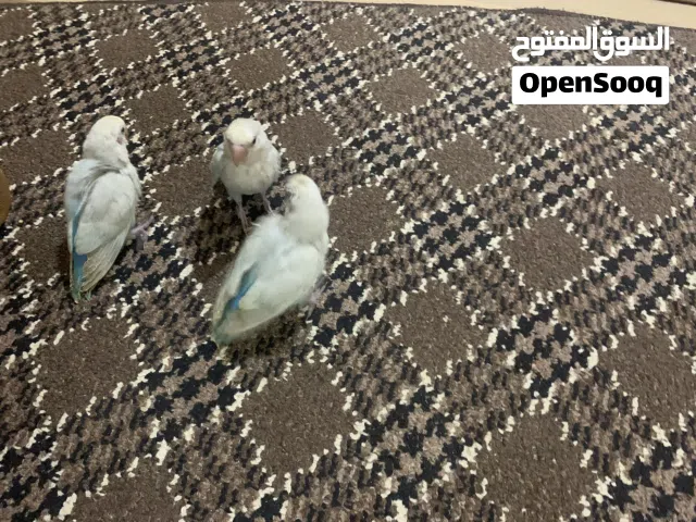 طروف روز مروضات