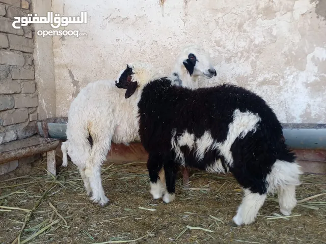 يا الله الهم صل عل محمد وال محمد. طليان فحله عدد 2 غنم مال بيت خير من الله نضافه فول وعلف براسه وسم