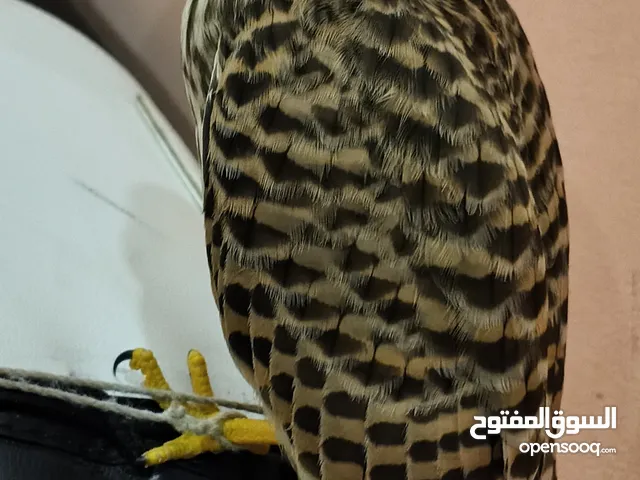 للبيع شرياص