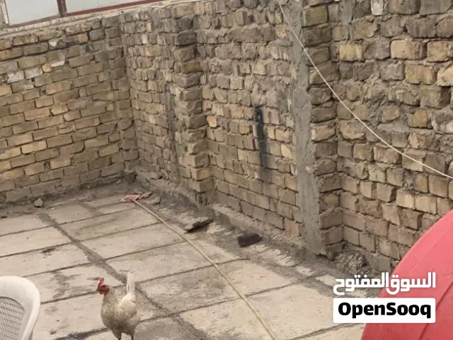 دجاج للبيع
