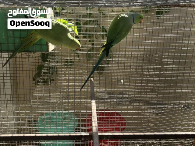 زوج دره منتج