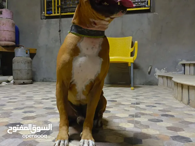 كلب فحل بيتبول استيراد امريكي سلالة ستافوردشير بول تيرير