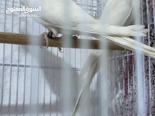زوج كوكتيل البينو للبيع