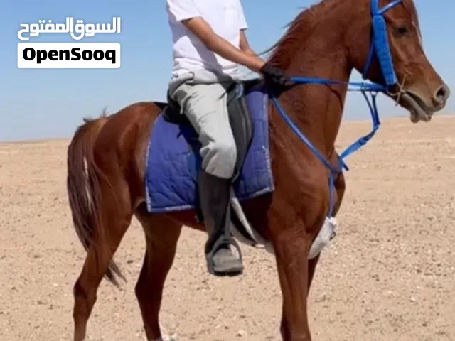 حصان بولش مواليد 23