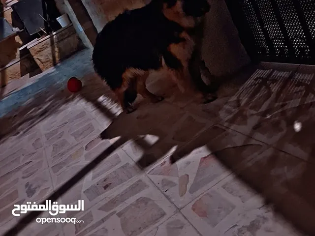 كلبه جيرمن شيبرد كسحه و شعر طول العمر 8 أشهر بصحه ممتازه