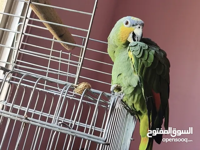 جوز ببغاء اورنج وينج اليفات عجينه بطلعو على الايد والكتف وجاهزات للانتاج ذكر وانثى