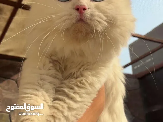 قطو سكوتش اصلي كامل تعال و شوف المستوا