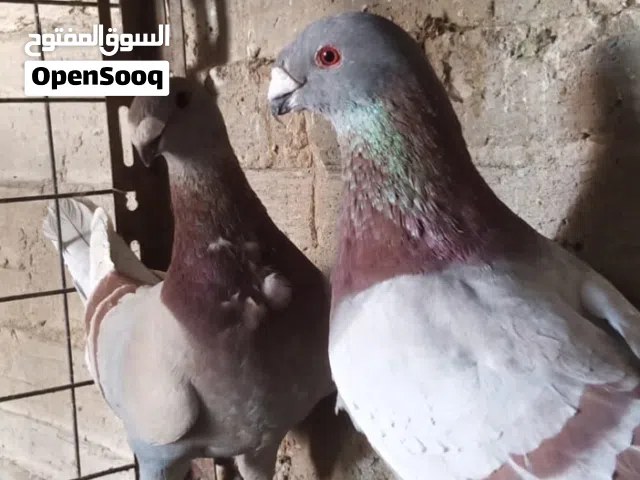 جواز كفاله شغل