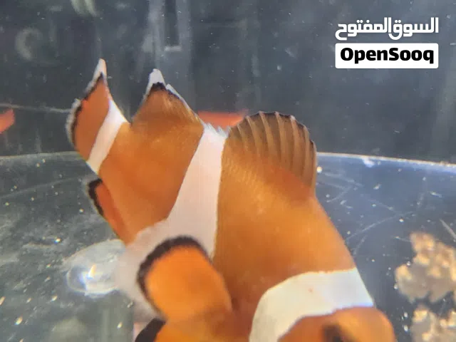 كلاون انيمو حبة استيراد تايوان