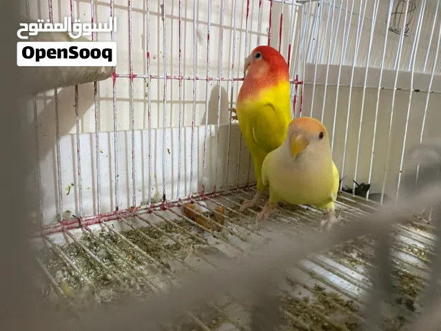 طيور بادجي للبيع