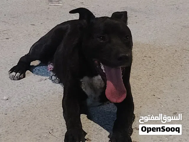 بونتر ميكس بتبول