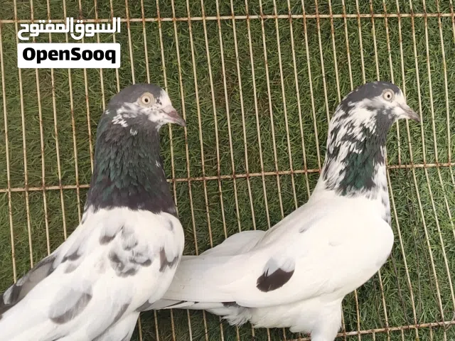 حمام باكستاني ازوووواج واضح في الصوور