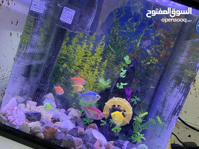 حوض للبيع مع الاغراض عنوان بغداد