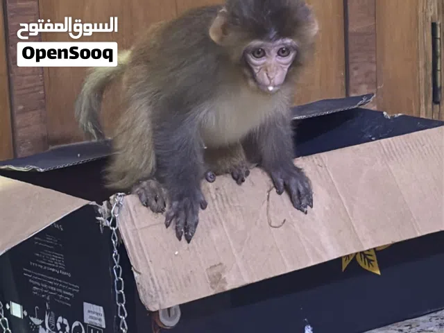 القرد للبيع