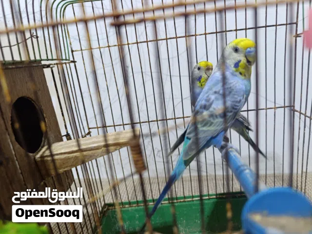 كوبية بقلينو رينبو تحتها اثنين