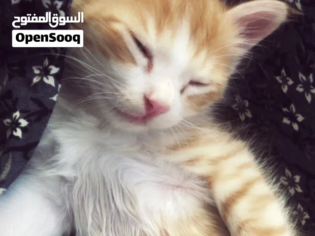 قط شيرازي للبيع