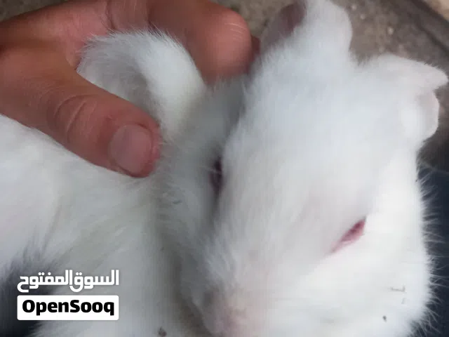 ارنب فرنسي عمر 4اشهر. ذكر