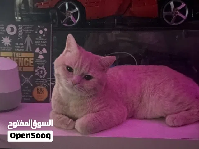 Male British shorthair 11 months old very friendly and cuddly