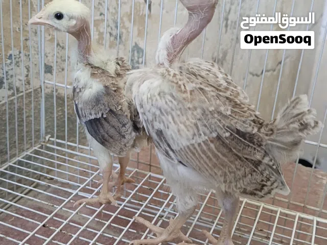 زوج دجاجات ابو ركيبه دندراوي فاتح عمر 25 يوم