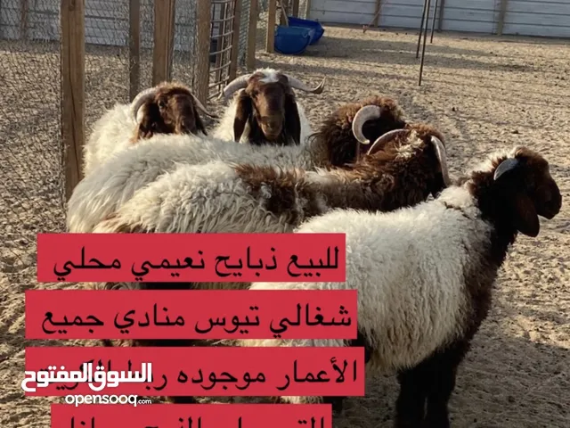 ذبايح طليان تيوس ومنادي